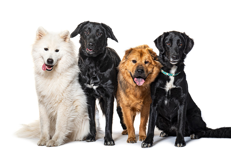 画像：犬